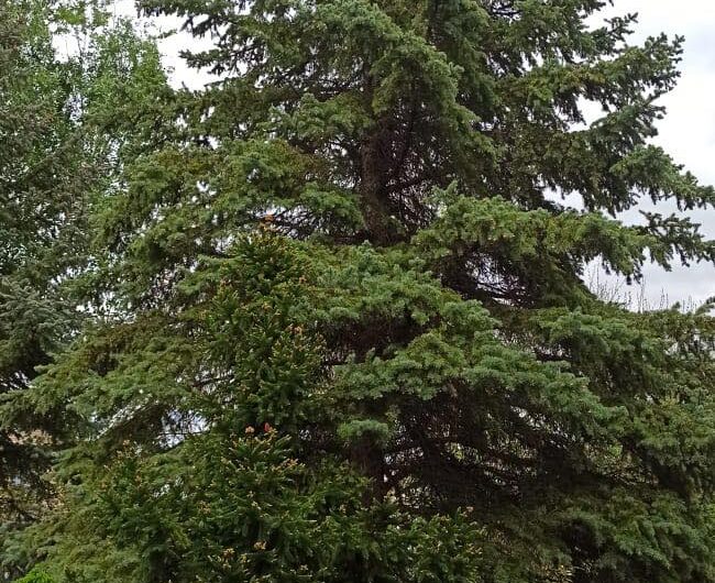 Первая сдача в аренду дома на Дамбе, с Выходом на Фарватер  Днепра .,Козин,Конча-Заспа.