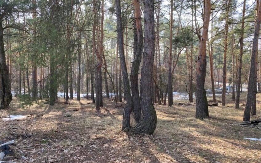 Плюты  (Конча — Заспа) 750 соток  участок правильной формы в сосновом лесу