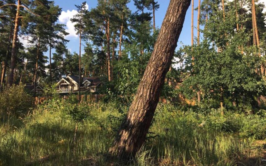 Плюты  (Конча — Заспа) 750 соток  участок правильной формы в сосновом лесу